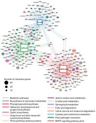 Attēlu rezultāti vaicājumam “Enteridium variabile macro”