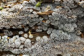 Attēlu rezultāti vaicājumam “Ceratiomyxa fruticulosa young”