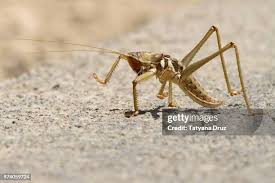 Risultati immagini per pedolesbo