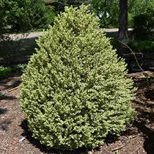 Attēlu rezultāti vaicājumam “Buxus sempervirens”