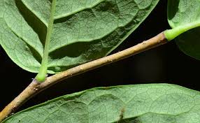 Attēlu rezultāti vaicājumam “Diachea muscorum stalked”
