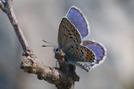 Attēlu rezultāti vaicājumam “Plebejus idas underside”
