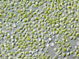 Attēlu rezultāti vaicājumam “Chaenotheca chlorella”