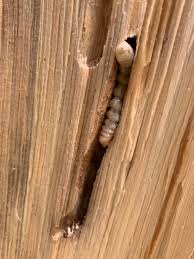 Attēlu rezultāti vaicājumam “Caliroa annulipes larva”