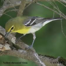 Image result for Vireo flavifrons