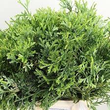 Attēlu rezultāti vaicājumam “Thuja plicata flower”