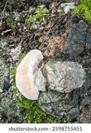 Attēlu rezultāti vaicājumam “Phellinus igniarius”