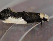 Attēlu rezultāti vaicājumam “Monopis monachella”