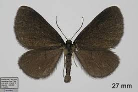 Attēlu rezultāti vaicājumam “Odezia atrata”