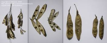 Attēlu rezultāti vaicājumam “Laburnum alpinum fruit”