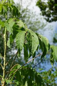 Attēlu rezultāti vaicājumam “Kalopanax septemlobus fruit”