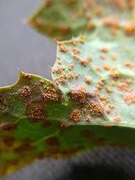 Attēlu rezultāti vaicājumam “Coleosporium sp.”