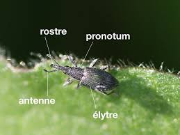 Attēlu rezultāti vaicājumam “Apionidae”