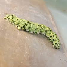 Attēlu rezultāti vaicājumam “Laspeyria flexula”