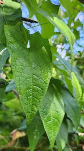 Attēlu rezultāti vaicājumam “Calystegia sepium leaf”