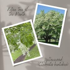 Attēlu rezultāti vaicājumam “Cladrastis kentukea leaf”