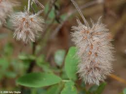 Attēlu rezultāti vaicājumam “Trifolium arvense”