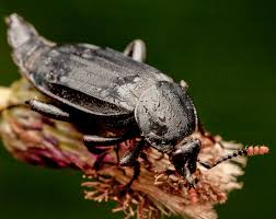 Attēlu rezultāti vaicājumam “Necrodes littoralis”