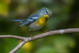 Image result for Parula americana