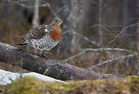 Attēlu rezultāti vaicājumam “Tetrao urogallus female”