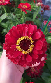Image result for Zinnia elegans