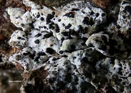 Attēlu rezultāti vaicājumam “Porpidia macrocarpa”