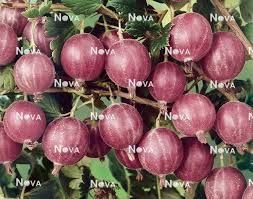 Attēlu rezultāti vaicājumam “Ribes uva-crispa”