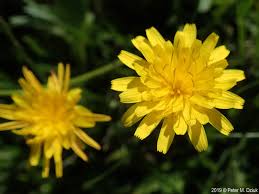 Attēlu rezultāti vaicājumam “Leontodon autumnalis”