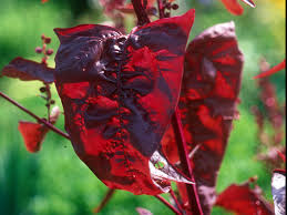 Image result for Atriplex hortensis