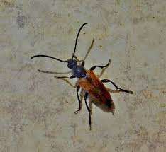 Attēlu rezultāti vaicājumam “Stenurella melanura”