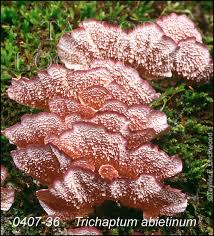 Attēlu rezultāti vaicājumam “Trichaptum abietinum”