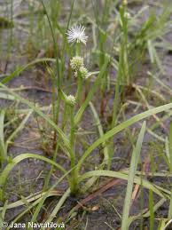 Attēlu rezultāti vaicājumam “Sparganium minimum leaf”