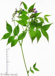 Attēlu rezultāti vaicājumam “Lathyrus vernus”