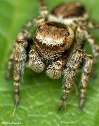 Attēlu rezultāti vaicājumam “Evarcha falcata male”