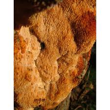 Attēlu rezultāti vaicājumam “Sarcodontia crocea”