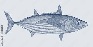 Image result for Katsuwonus pelamis