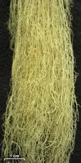 Attēlu rezultāti vaicājumam “Ramalina thrausta”