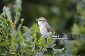 Attēlu rezultāti vaicājumam “Phylloscopus trochilus”