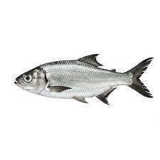 Image result for Alosa alosa