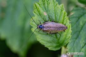 Attēlu rezultāti vaicājumam “Ectobius sylvestris female”