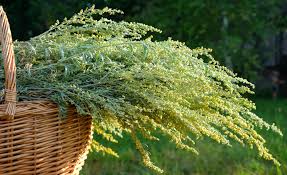Attēlu rezultāti vaicājumam “Artemisia vulgaris flower”
