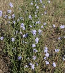 Attēlu rezultāti vaicājumam “Cichorium intybus flower”