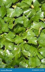 Attēlu rezultāti vaicājumam “Trapa natans leaf”