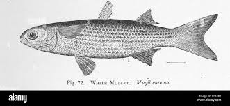 Image result for Mugil curema