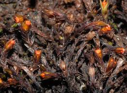 Attēlu rezultāti vaicājumam “Schistidium apocarpum macro”