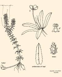 Attēlu rezultāti vaicājumam “Hydrilla verticillata leaf”