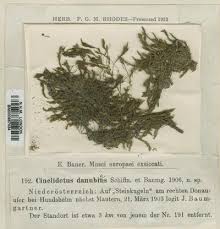 Attēlu rezultāti vaicājumam “Cinclidotus danubicus”