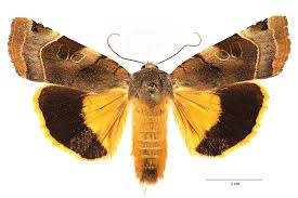 Attēlu rezultāti vaicājumam “Noctua fimbriata larva”