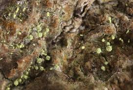 Attēlu rezultāti vaicājumam “Chaenotheca brachypoda”