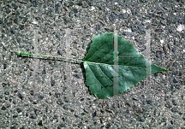 Attēlu rezultāti vaicājumam “Populus x canadensis”